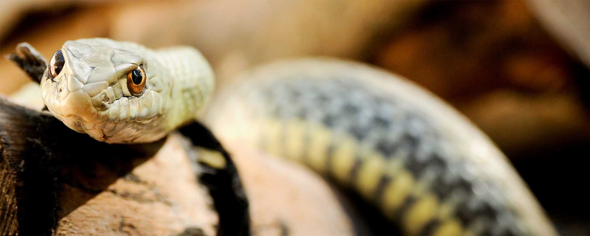 Una serpiente en primer plano sobre un tronco.