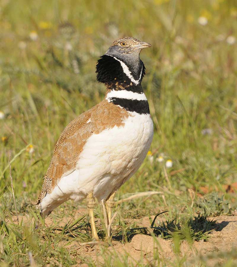 Un Sisón posado en la tierra con hierva.