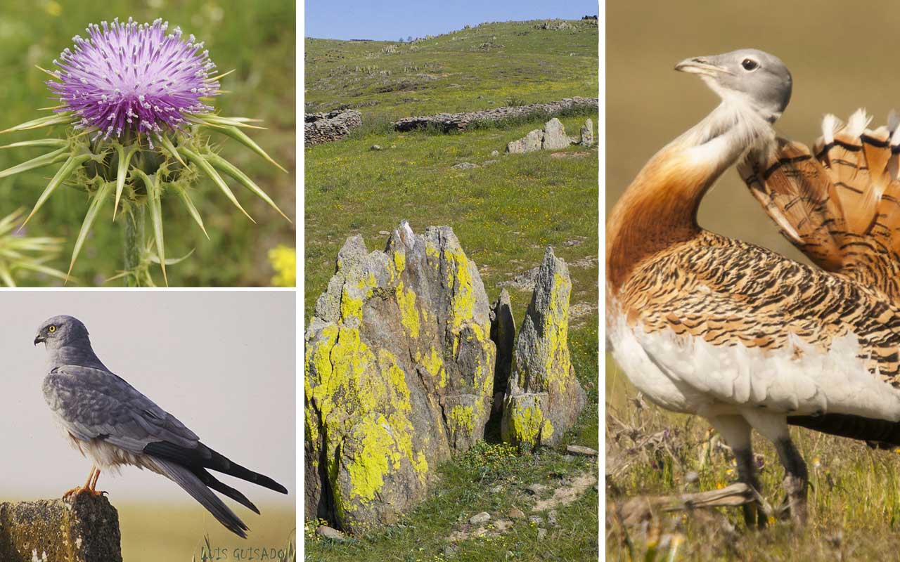 Cuatro imágenes de aves y flores en diferentes escenas naturales.